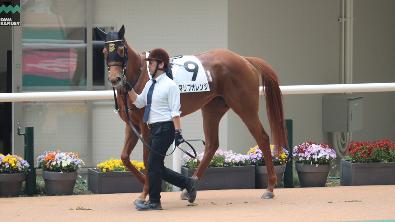 マリブオレンジ