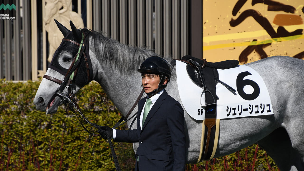 シェリーシュシュ