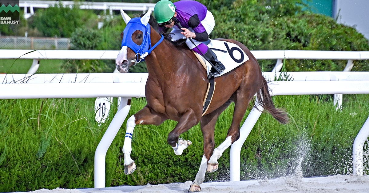 ベルファスト C2-3歳以上 | DMMバヌーシー