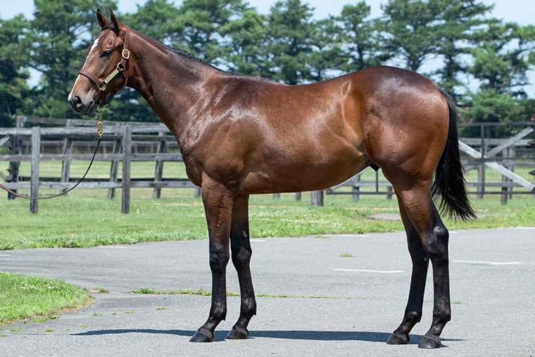 アンフィトリテII2024