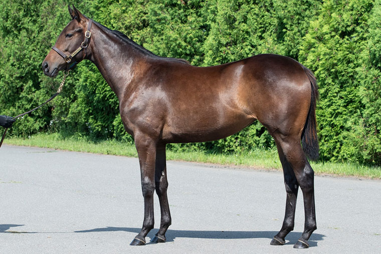 カールファターレ2024