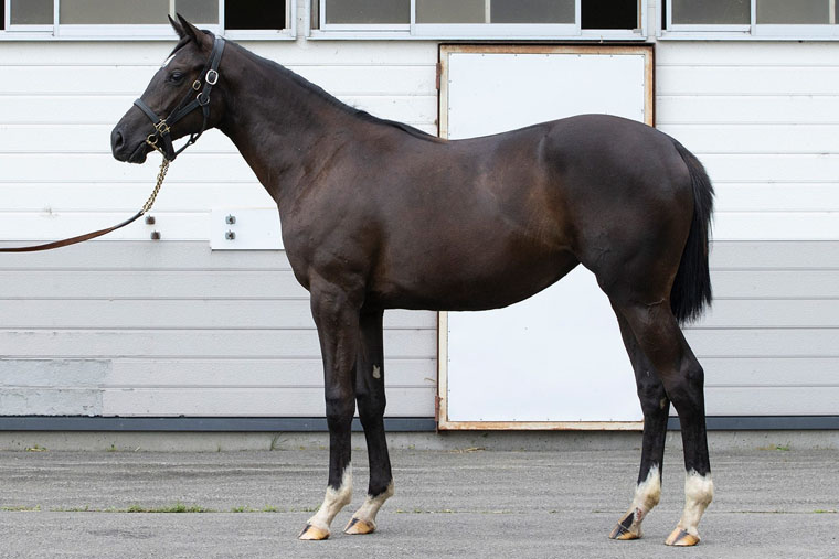 ファイナルドリーム2024