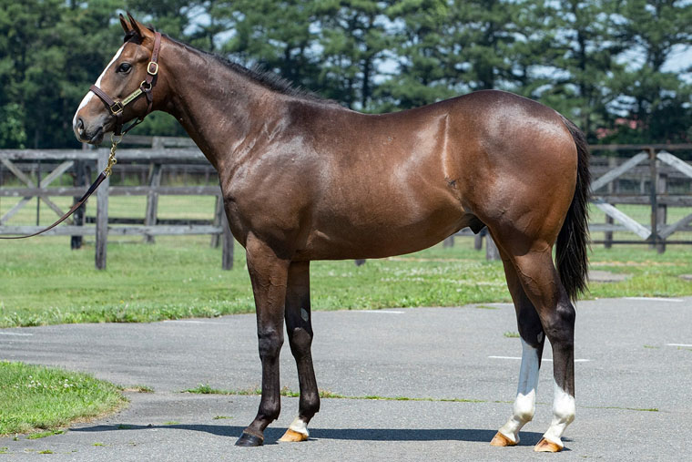 グラヴィタス2024