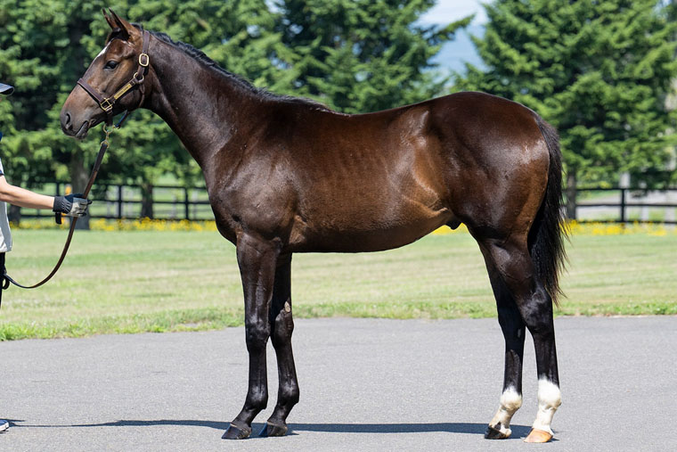 オデュッセイア2024