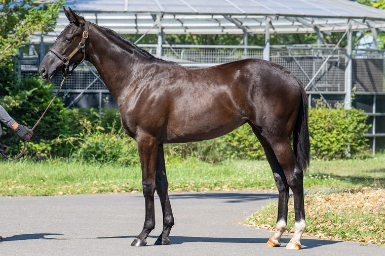 サットンプレイス2024