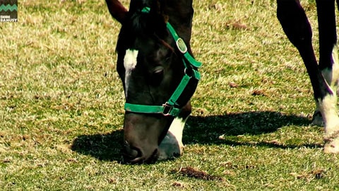 ファイナルドリーム2024 サムネイル