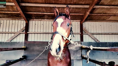 サンドラII2024 スペシャルムービーサムネイル