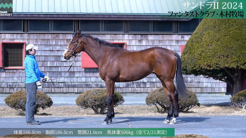 サンドラII2024 歩様動画サムネイル