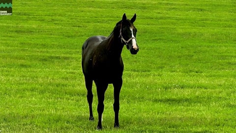 ダブルアンコール2024 サムネイル